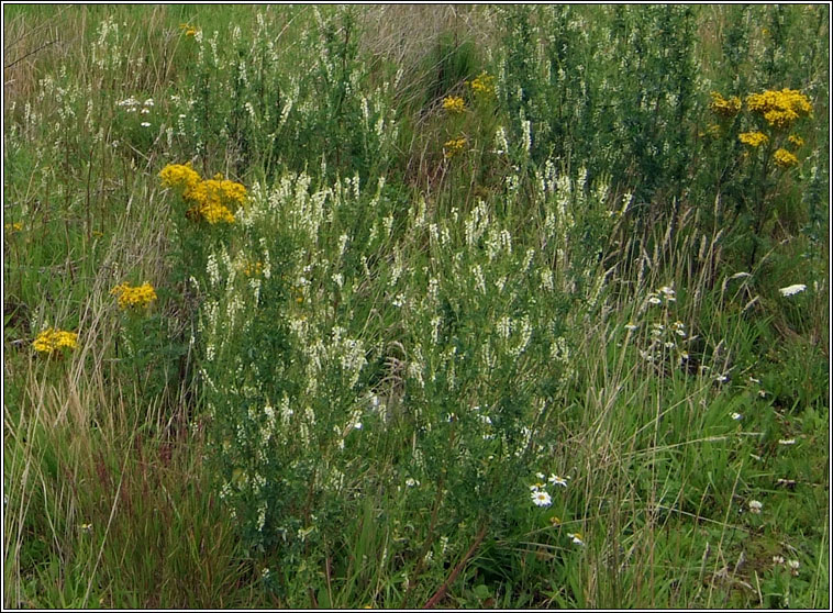 White Melilot, Melilotus albus, Cr�ib�n cait b�n