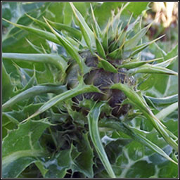 Milk Thistle, Silybum marianum, Feochad�n Muire