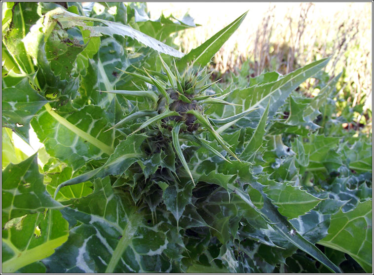 Milk Thistle, Silybum marianum, Feochad�n Muire