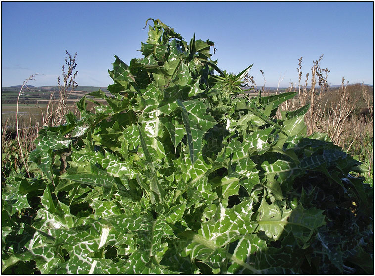 Milk Thistle, Silybum marianum, Feochad�n Muire
