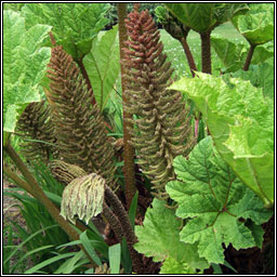 Brazilian Giant-rhubarb, Gunnera manicata, Gunnaire na mbl�th m�r