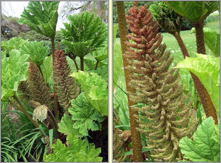 Brazilian Giant-rhubarb, Gunnera manicata, Gunnaire na mbl�th m�r