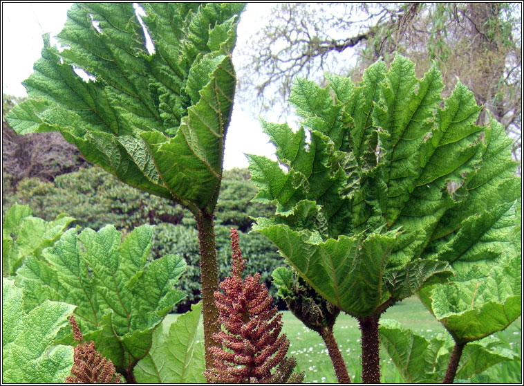 Brazilian Giant-rhubarb, Gunnera manicata, Gunnaire na mbl�th m�r
