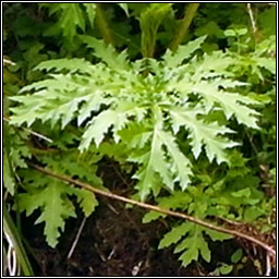 Giant Hogweed, Heracleum mantegazzianum, Feabhr�n capaill