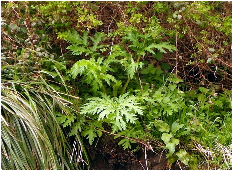 Giant Hogweed, Heracleum mantegazzianum, Feabhr�n capaill