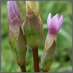 Field Gentian, Gentianella campestris, Lus an chr�b�in