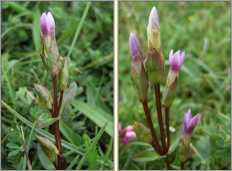 Field Gentian, Gentianella campestris, Lus an chr�b�in