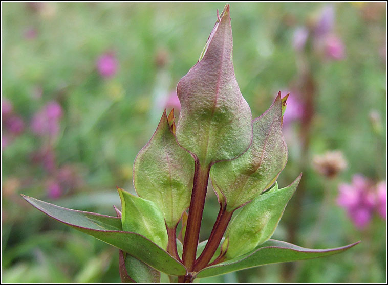 Field Gentian, Gentianella campestris, Lus an chr�b�in