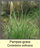 pampas-grass