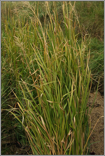 Reed Sweet-grass, Glyceria maxima