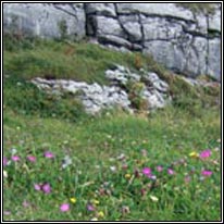 habitat