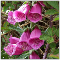 Foxglove, Digitalis purpurea, Lus m�r