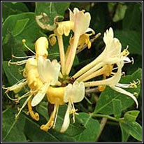 Honeysuckle, Lonicera periclymenum, T�thfh�ithleann