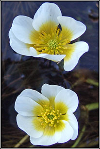 water-crowfoot,stream (n�al uisce br�ige)