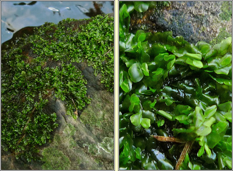 Chiloscyphus polyanthos, St Winifrid's Moss
