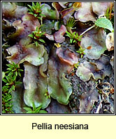 Pellia neesiana, Nees' Pellia