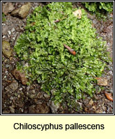 Chiloscyphus pallescens, Pale Liverwort
