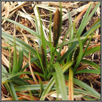 sedges and club-rushes