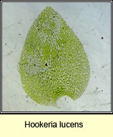Hookeria lucens, Shining Hookeria