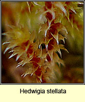 Hedwigia stellata, Starry Hoar-moss