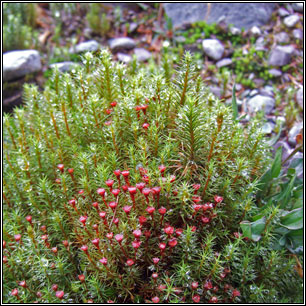 Polytrichum piliferum, Bristly Haircap