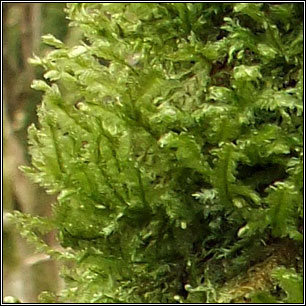 Neckera crispa, Crisped Neckera