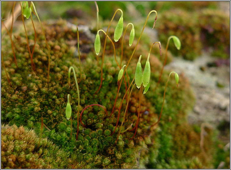 Bryum capillare, Capillary Thread-moss