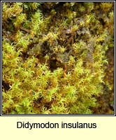 Didymodon insulanus, Cylindric Beard-moss