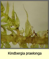 Kindbergia praelonga, Common Feather-moss