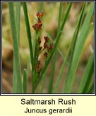 saltmarsh rush