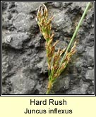 hard rush