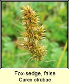 fox-sedge,false