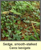 sedge,smooth-stalked