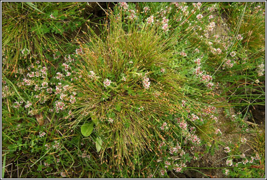 Bristle Club-rush, Isolepis setacea
