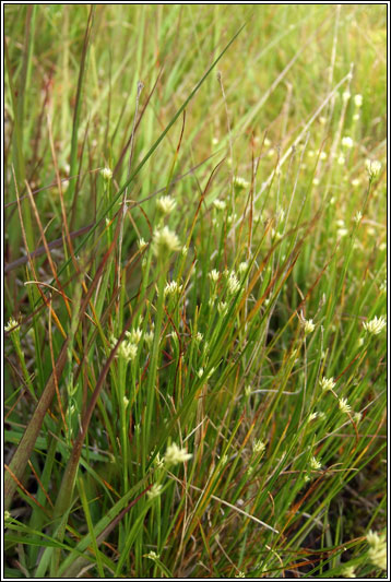 White Beak-sedge, Rhynchospora alba