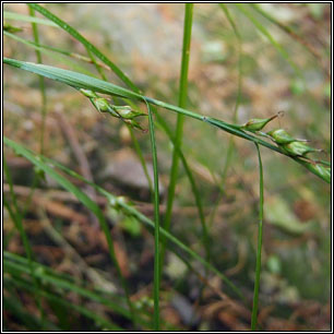 Starved Wood-sedge, Carex depauperata