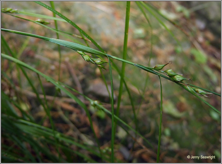 Starved Wood-sedge, Carex depauperata