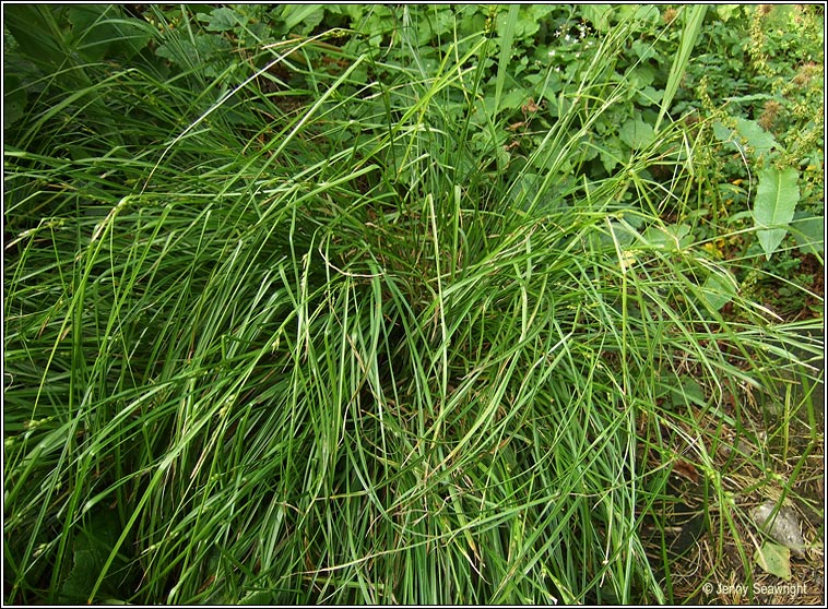 Starved Wood-sedge, Carex depauperata