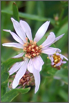 aster,sea (luibh bhl�ine)