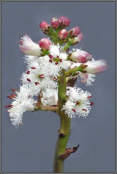 bogbean (bearn�n lachan)