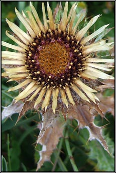 thistle,carline (feochad�n m�n)