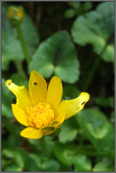 celandine,lesser (gr�n arc�in)
