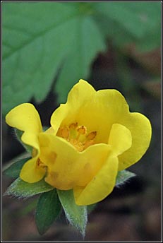 cinquefoil (C�ig mh�ar mhuire)