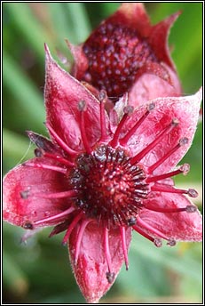 cinquefoil,marsh (cn� l�ana)