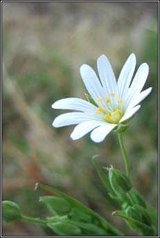 greater stitchwort (tursain�n mh�r)