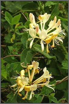 honeysuckle (t�thfh�ithleann)
