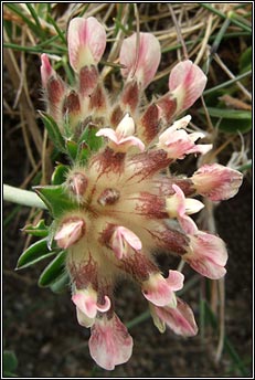 vetch,kidney (m�ara muire)