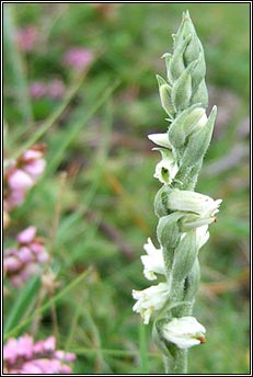 ladys-tresses,autumn (c�il�n muire)