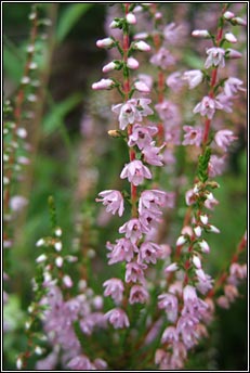 heather,ling (fraoch m�r)