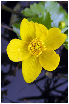 marsh-marigold (lus bu� beltaine)